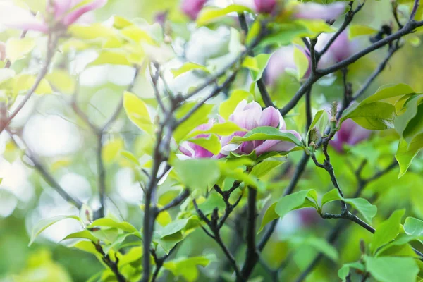 Tender pink magnolia flowers with green leaves in the garden under sunlights. Magnolia trees in the park. Spring, nature background