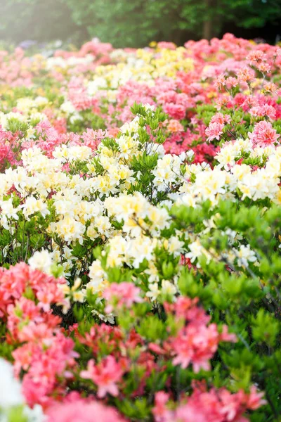 Színes Sárga Azalea Virágok Kert Tavaszi Napfényben Ragyogó Azalea Virágzó — Stock Fotó