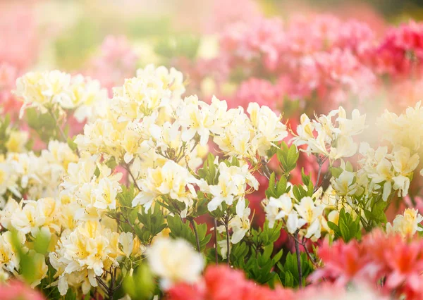 Színes Sárga Azalea Virágok Kert Tavaszi Napfényben Ragyogó Azalea Virágzó — Stock Fotó