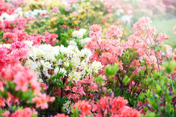 Coloridas Flores Azalea Amarillas Rosadas Jardín Arbustos Florecientes Azalea Brillante —  Fotos de Stock