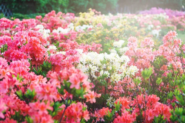 Pestrobarevné Růžové Azalka Květiny Zahradě Kvetoucí Keře Zářící Azalka Jarním — Stock fotografie