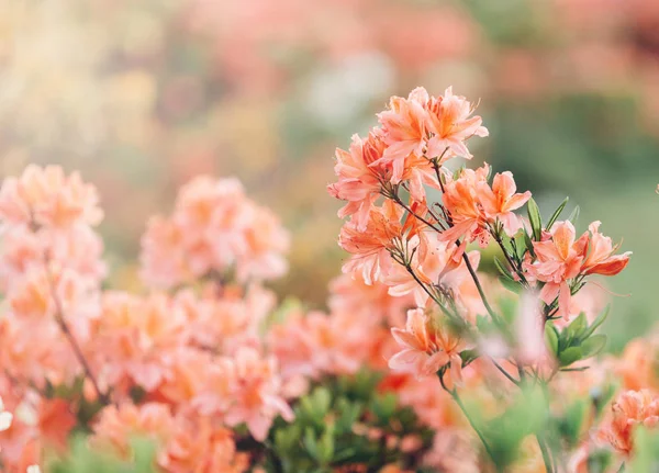 Coloridas Flores Azalea Coral Jardín Arbustos Florecientes Azalea Brillante Luz — Foto de Stock