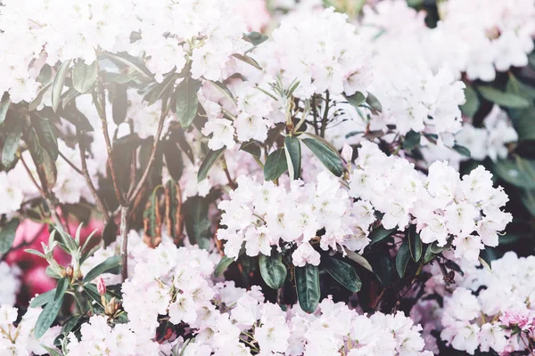 Coloridas Flores Azalea Blanca Jardín Arbustos Florecientes Azalea Brillante Luz — Foto de Stock