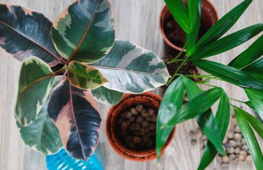 Masadaki diğer bitkilerin yanında repotting sonra tencerede büyük parlak yaprakları ile Yeşil ficus ağaç. Yeşil ev çiçekleri, iç mekan dekorasyonu. Bahçe konsepti. Yakın çekim
