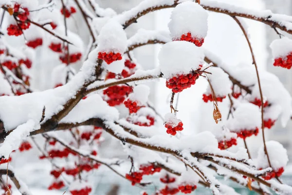 Almuerzos Serbal Rojo Cubiertos Nieve Invierno Naturaleza Fondo — Foto de Stock