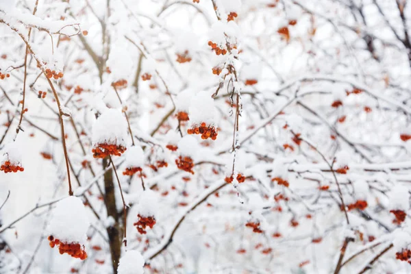 Almuerzos Serbal Rojo Cubiertos Nieve Invierno Naturaleza Fondo — Foto de Stock