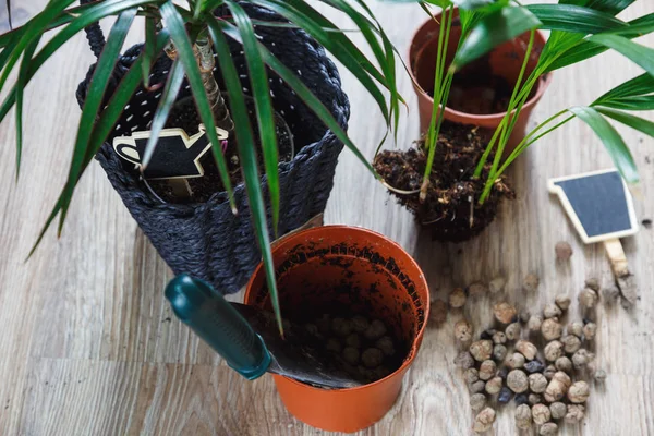 Tanaman Hijau Dengan Daun Besar Pot Setelah Repotting Atas Meja — Stok Foto