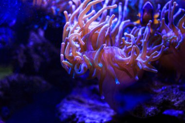 Denizin güzel sualtı dünyası