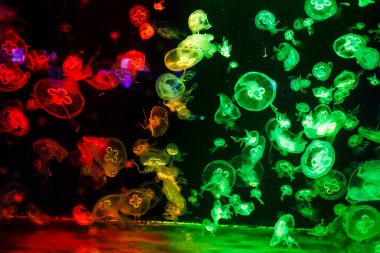 Denizanaları yüzer ve yeşil ışıklarla akvaryumda hareket eder. Denizin güzel sakinleri. 