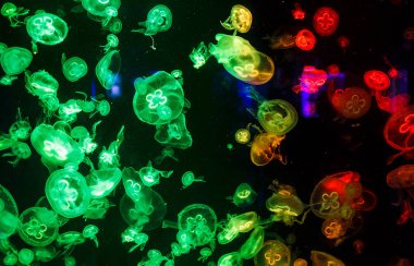 Denizanaları yüzer ve yeşil ışıklarla akvaryumda hareket eder. Denizin güzel sakinleri. 