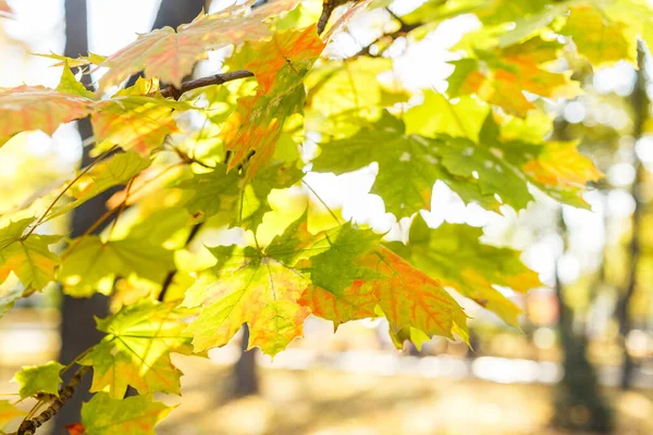 Schöne Gelbe Ahornblätter Sonnigen Tagen Und Verschwommenem Hintergrund Goldener Herbst — Stockfoto