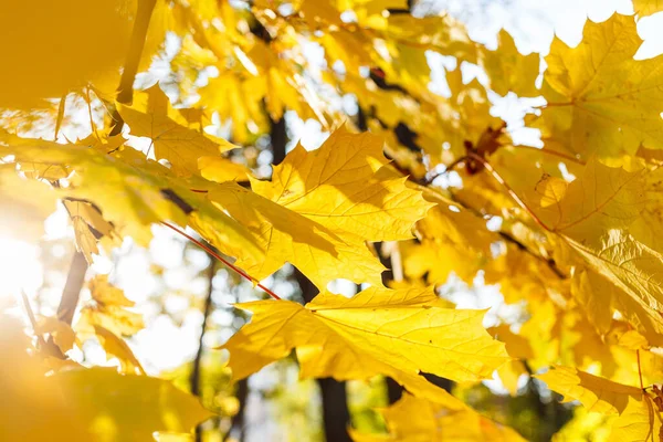 Hermosas Hojas Arce Amarillo Día Soleado Fondo Borroso Otoño Dorado —  Fotos de Stock