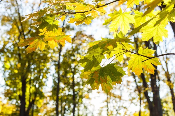 Herbst Bunte Gelbe Und Grüne Blätter Park Schöne Gelbe Ahornblätter — Stockfoto