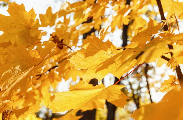 Schöne Gelbe Ahornblätter Sonnigen Tagen Und Verschwommenem Hintergrund Goldener Herbst — Stockfoto
