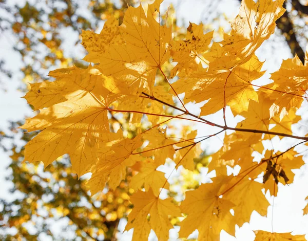 Gyönyörű Sárga Juhar Levelek Napsütéses Napon Homályos Háttér Arany Ősz — Stock Fotó