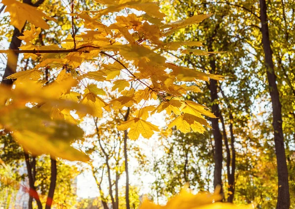 Hermosas Hojas Arce Amarillo Día Soleado Fondo Borroso Otoño Dorado —  Fotos de Stock