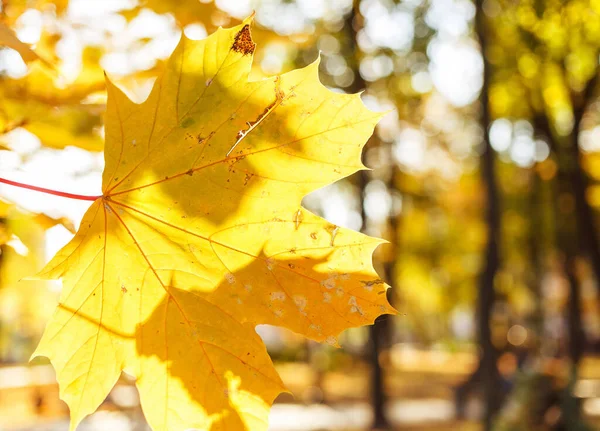 Hermosas Hojas Arce Amarillo Día Soleado Fondo Borroso Otoño Dorado —  Fotos de Stock