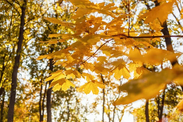 Hermosas Hojas Arce Amarillo Día Soleado Fondo Borroso Otoño Dorado —  Fotos de Stock