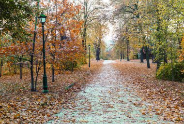 Güneşli bir günde güzel sarı akçaağaç yaprakları ve bulanık bir arka plan. Şehir parkında altın sonbahar. Yaklaş, makro çekim. Sonbahar Sahnesi.