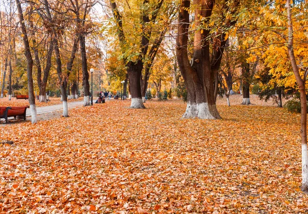 Krásné Žluté Javorové Listy Slunečného Dne Rozmazané Pozadí Zlatý Podzim — Stock fotografie