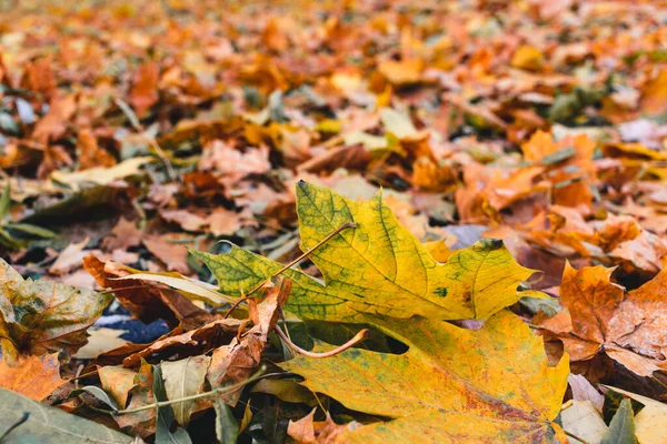 Hermosas Hojas Arce Amarillo Día Soleado Fondo Borroso Otoño Dorado —  Fotos de Stock