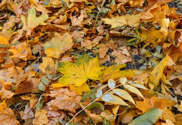 Hermosas Hojas Arce Amarillo Día Soleado Fondo Borroso Otoño Dorado —  Fotos de Stock