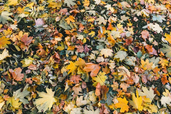 Mooie Gele Esdoorn Bladeren Zonnige Dag Wazige Achtergrond Gouden Herfst — Stockfoto