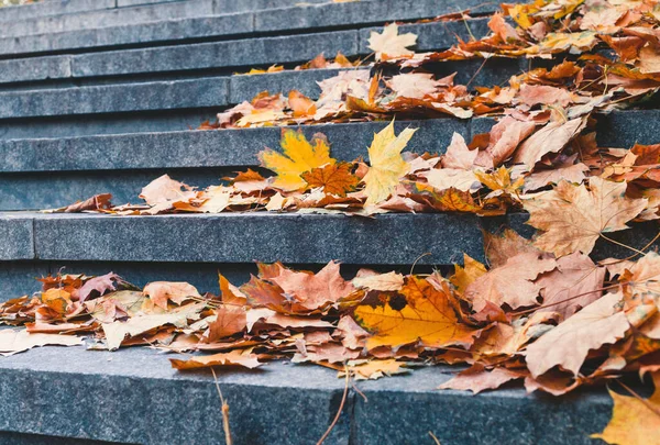 Hermosas Hojas Arce Amarillo Día Soleado Fondo Borroso Otoño Dorado —  Fotos de Stock