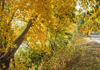 Sonbahar sarısı ve turuncu yapraklar parkta. Güneşli bir günde güzel sarı akçaağaç yaprakları ve bulanık bir arka plan. Şehir parkında altın sonbahar. Yaklaş, makro çekim. Sonbahar Sahnesi.