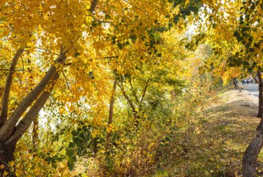 Sonbahar sarısı ve turuncu yapraklar parkta. Güneşli bir günde güzel sarı akçaağaç yaprakları ve bulanık bir arka plan. Şehir parkında altın sonbahar. Yaklaş, makro çekim. Sonbahar Sahnesi.