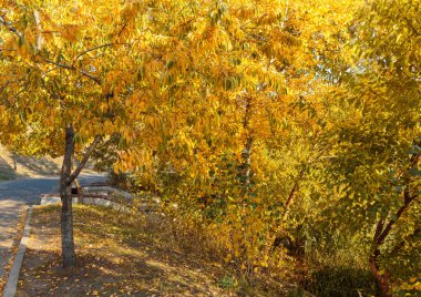 Sonbahar sarısı ve turuncu yapraklar parkta. Güneşli bir günde güzel sarı akçaağaç yaprakları ve bulanık bir arka plan. Şehir parkında altın sonbahar. Yaklaş, makro çekim. Sonbahar Sahnesi.