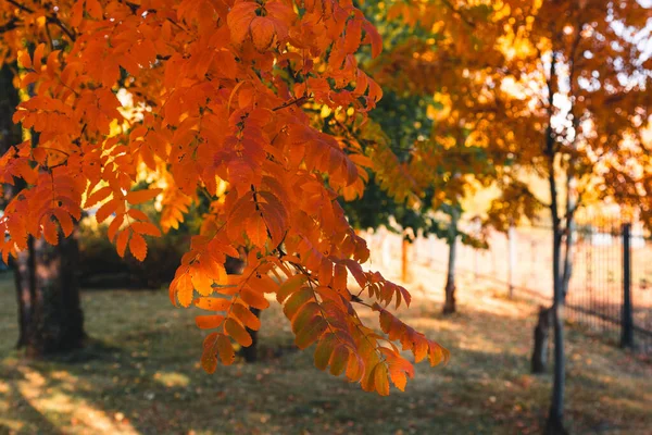 Automne Feuilles Jaunes Orange Colorées Dans Parc Belles Feuilles Érable — Photo