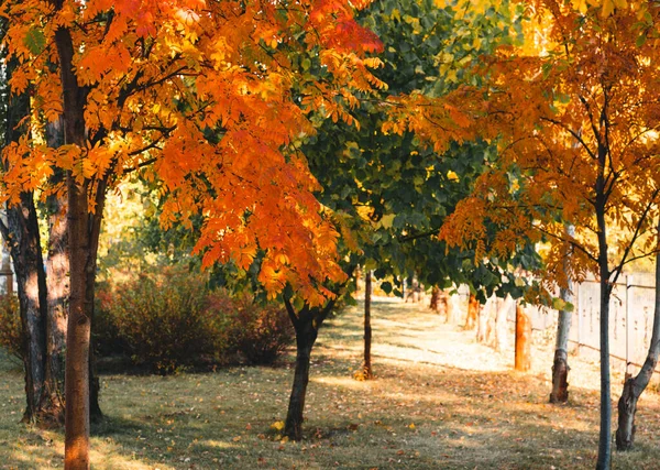 Autumn colorful yellow and orange leaves in park. Beautiful yellow maple leaves on sunny day and blurry background. Golden autumn in city park. Close up, macro shot. Fall Scene.