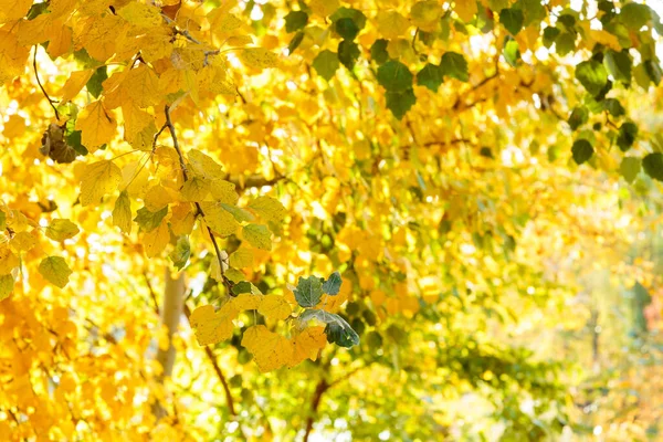 Autumn Colorful Yellow Orange Leaves Park Beautiful Yellow Maple Leaves — Stock Photo, Image