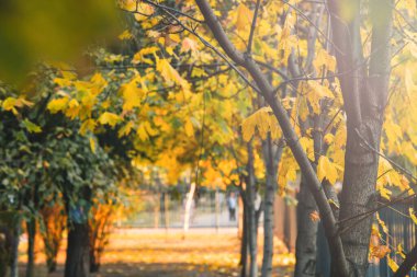 Sonbahar sarısı ve turuncu yapraklar parkta. Güneşli bir günde güzel sarı akçaağaç yaprakları ve bulanık bir arka plan. Şehir parkında altın sonbahar. Yaklaş, makro çekim. Sonbahar Sahnesi.