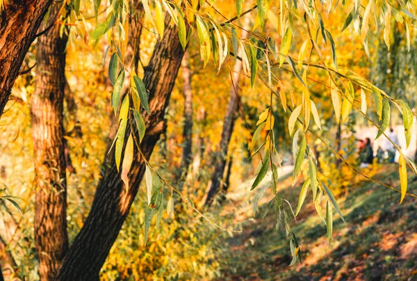 Autumn colorful yellow and orange leaves in park. Beautiful yellow maple leaves on sunny day and blurry background. Golden autumn in city park. Close up, macro shot. Fall Scene.