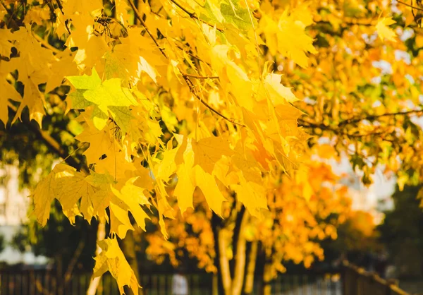 Herbst Bunte Gelbe Und Orangefarbene Blätter Park Schöne Gelbe Ahornblätter — Stockfoto