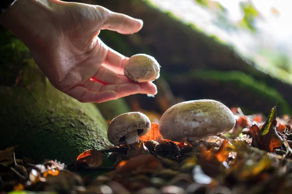 Close Van Hand Plukken Van Wilde Paddestoelen Woodland — Stockfoto