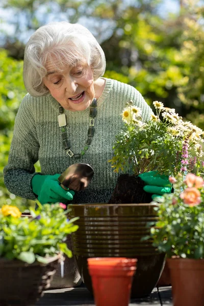 Старша жінка завод в саду вдома — стокове фото