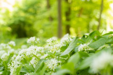 Woodland 'da Sarımsak Büyüyen Vahşiliğe Yakın