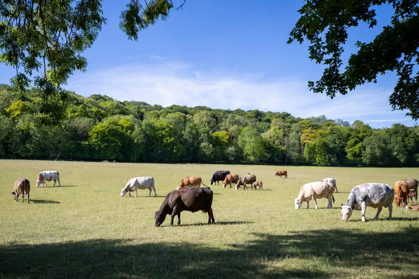 Cattle Calves Grazing Summer Pasture Livestock Farm — Stock Photo, Image