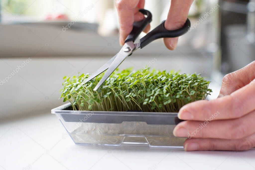 Close Up Of Woman Cutting Micro Greens Crop Of Rocket Growing At Home
