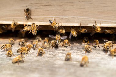 Dışarıdaki Arılar Kovan Girişi