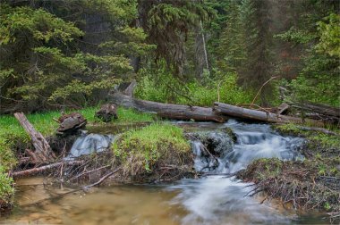 Engellenmiş bir dereden akan küçük su eski kesilmiş kütükler tarafından dökülür.