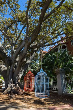 Murray Street, City of Perth, Batı Avustralya Moreton Bay incir ağacına asılı iki insan ölçekli büyük kuş kafesi koltuk