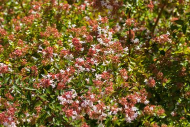 Abelia x grandiflora Australi yaz aylarında çiçek pembe çiçekler