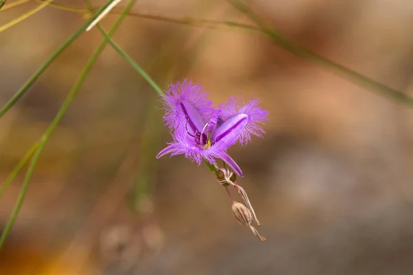 Pink Purple Flower Fringe Lily Fringed Edges Endemic Southwest Australia — Stock Photo, Image