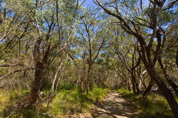 Perth Australia Lutego 2018 Rzeźby Gumnut Niemowląt Stirling Gardens Perth — Zdjęcie stockowe