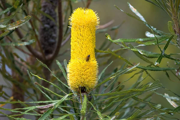 Picos Flores Amarillas Coast Banksia También Llamada Slender Banksia Candelero — Foto de Stock
