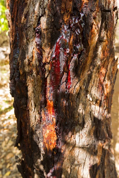 Closeup Fresh Red Sap Latex Bleeding Blood Leaking Gum Tree — Stock Photo, Image